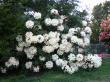 rhodo 1 of many